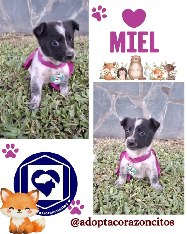 Miel, Tody, Coco