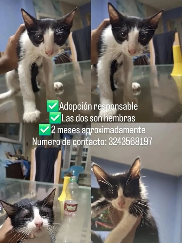 2 animalitos