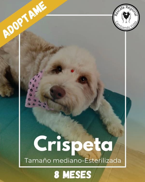 Crispeta