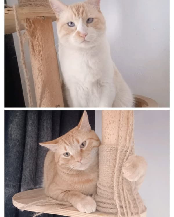 Coco, Miel