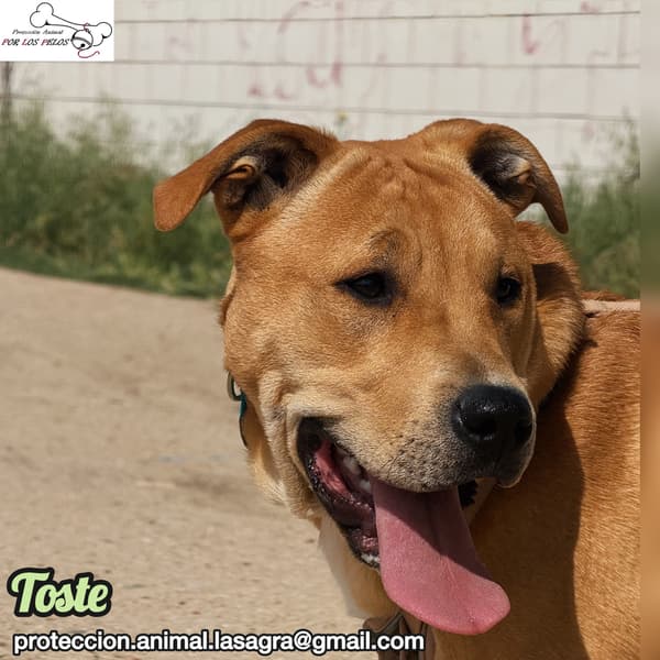 Toste