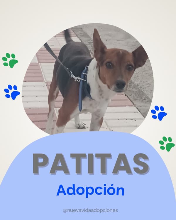 PATITAS DE ALAMBRE