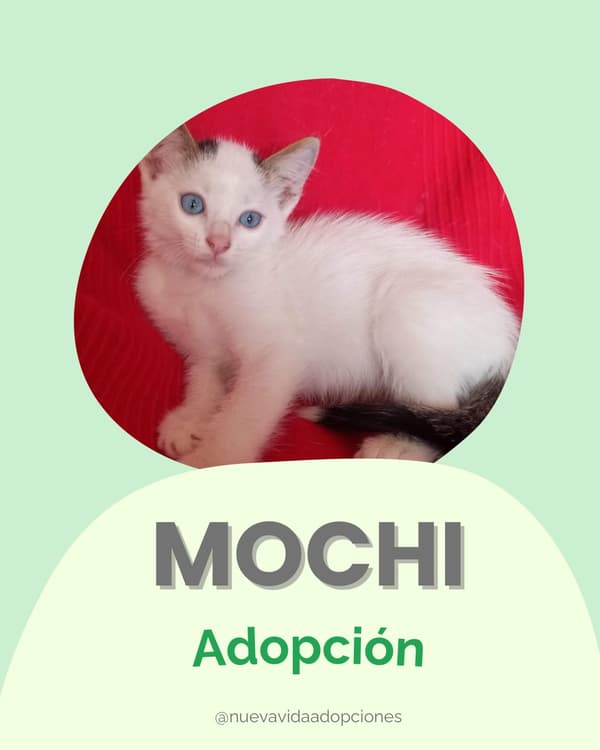 Mochi