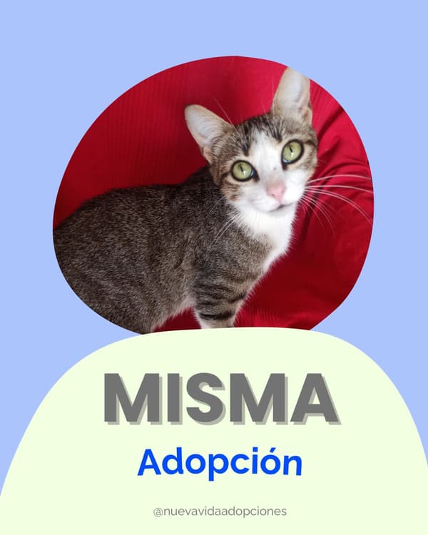 MISMA