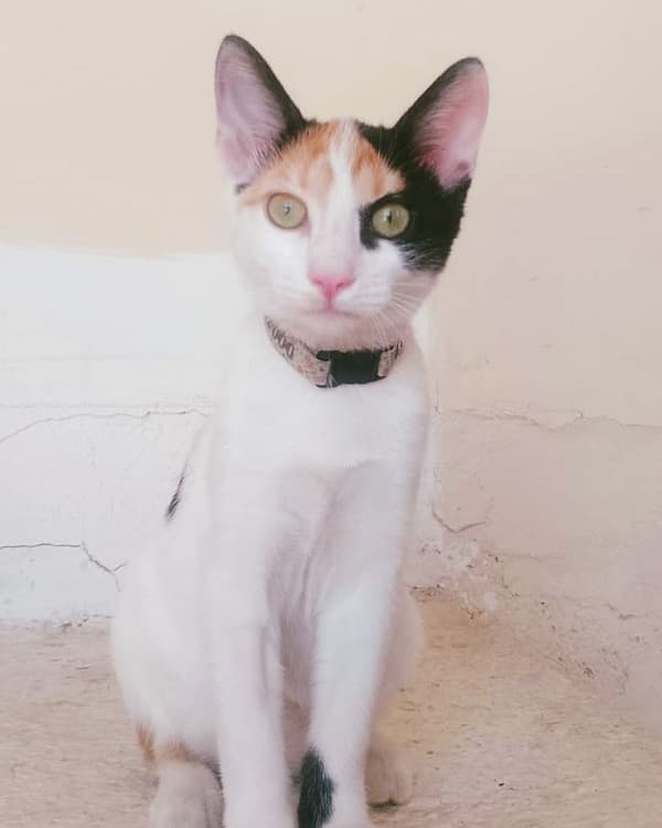 Pipa
