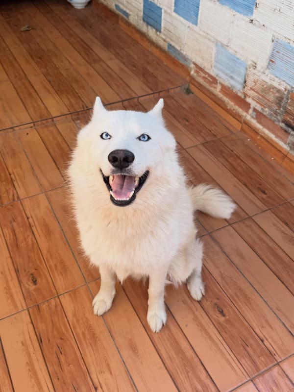 Lobito