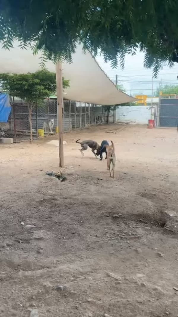 Moka, Nala, Flan