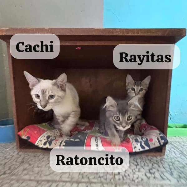 Ratoncito, Cachi, Rayitas