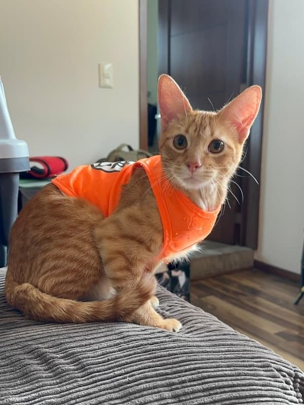 Mérida, Timmy