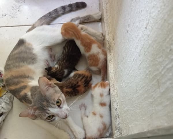 5 animalitos