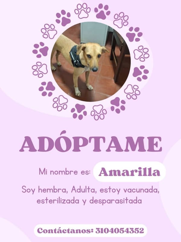 Amarilla