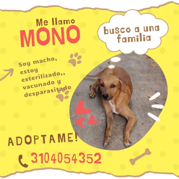 Mono
