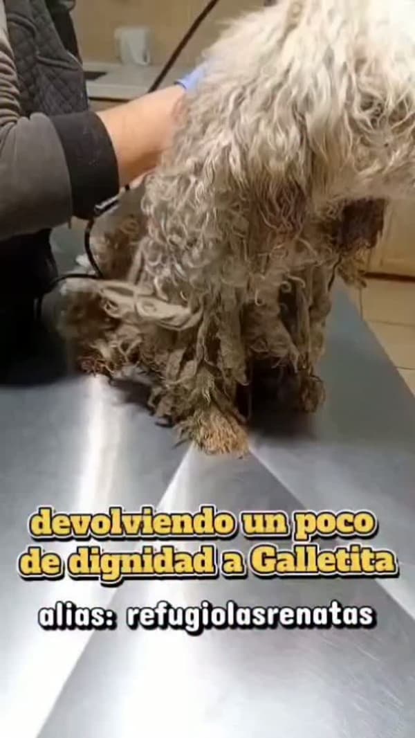 Galletita, Panquicito