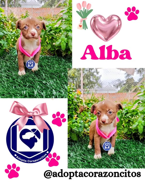 Alba, Beyoncé, Vaquita +8