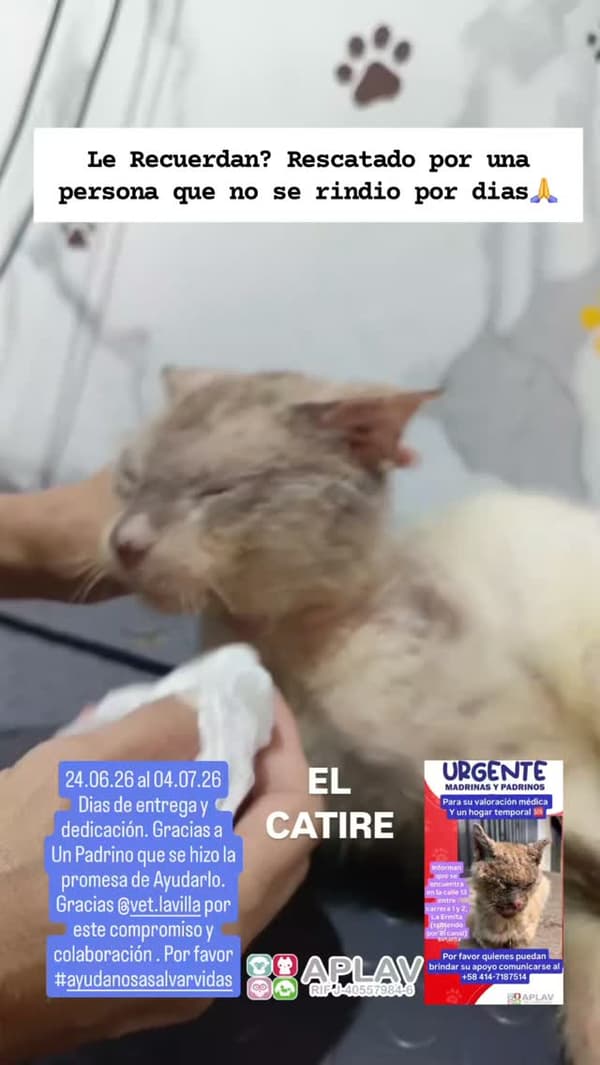 El Catire