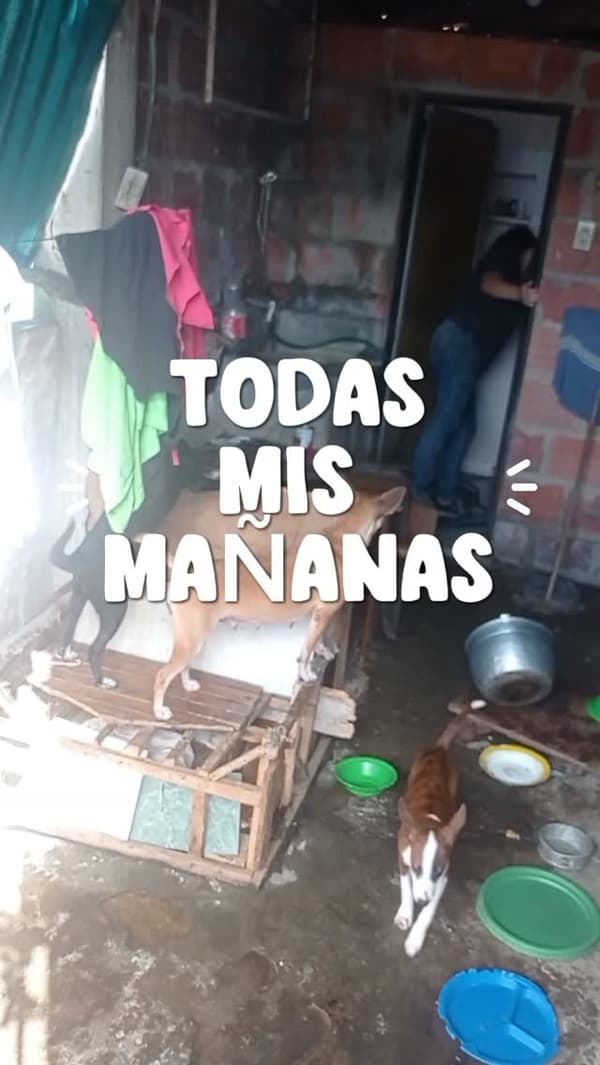 2 animalitos
