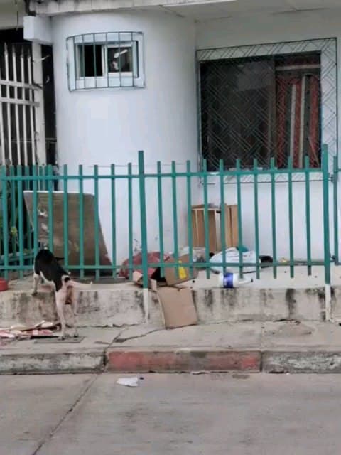 2 animalitos