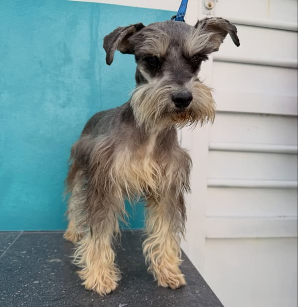 Fritz