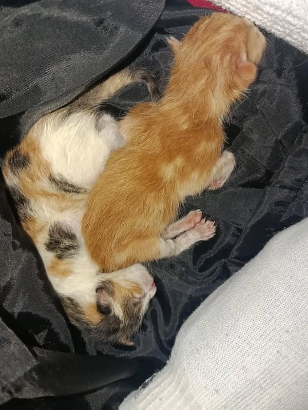 2 animalitos
