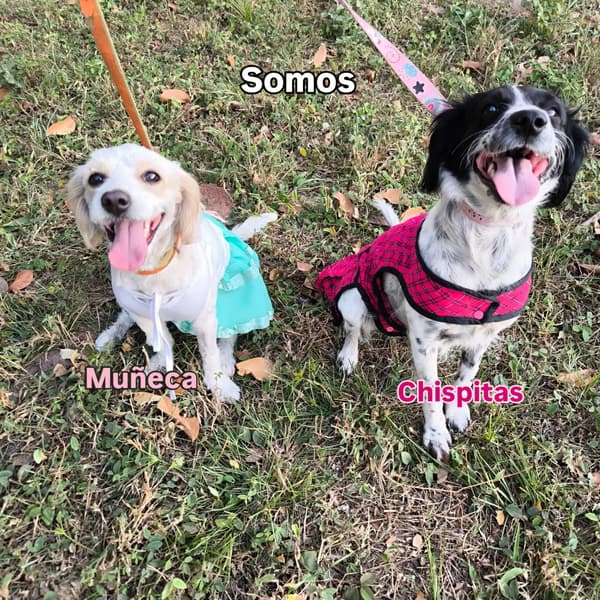 Chispitas, Muñeca