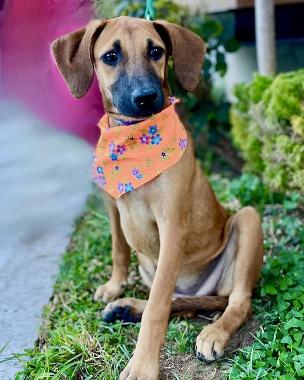 Brownie