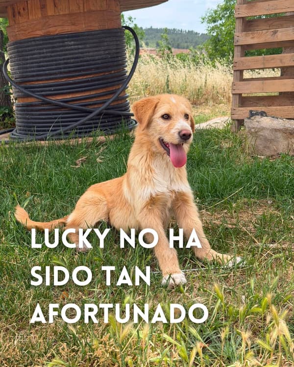 Lucky