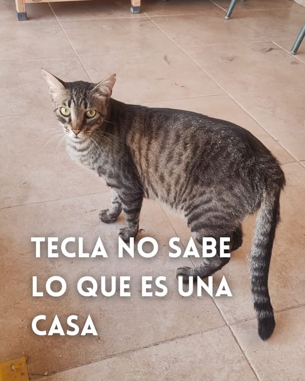 Tecla