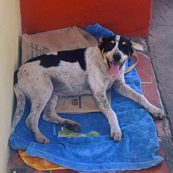 Manchitas