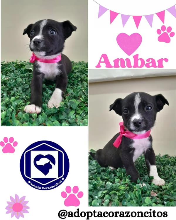 Ámbar, Olivia