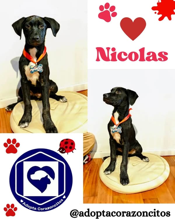 Nico, Bruno