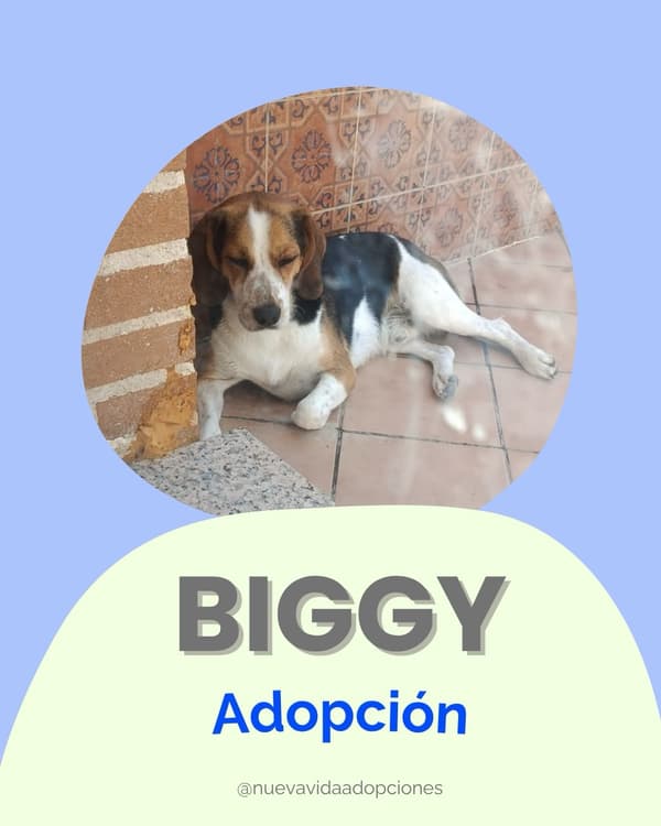 BIGGY
