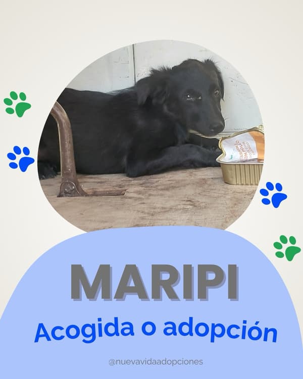 Maripi