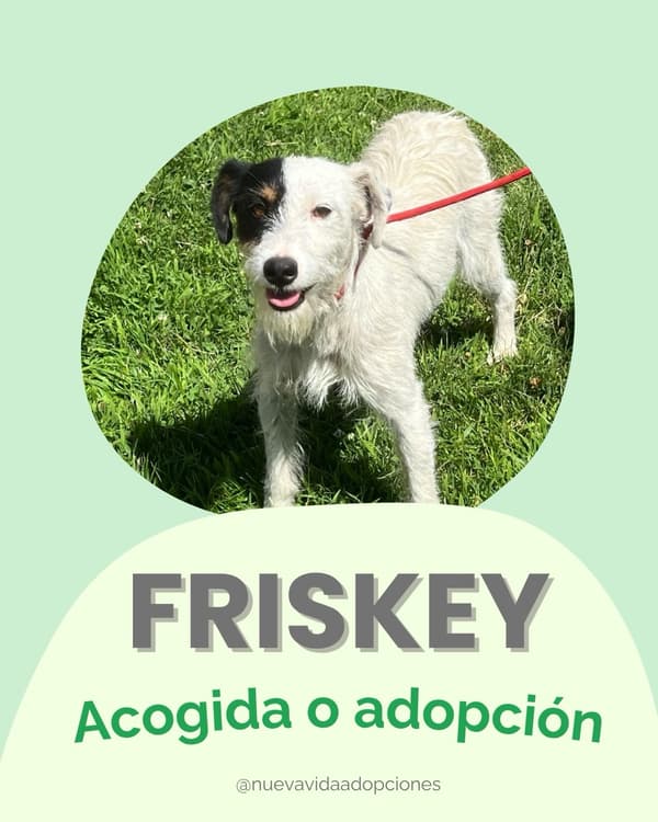 FRISKEY