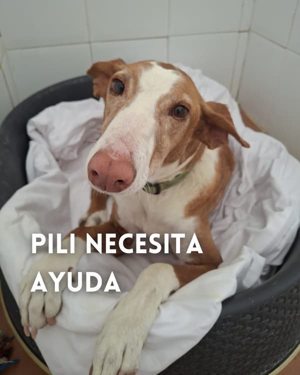 Pili