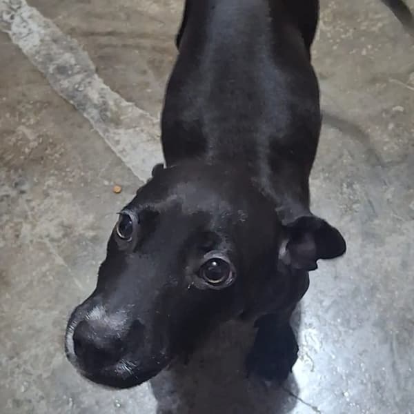 Petaca
