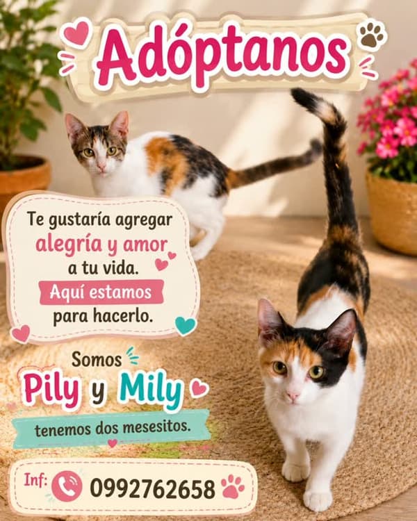 Pily, Mily