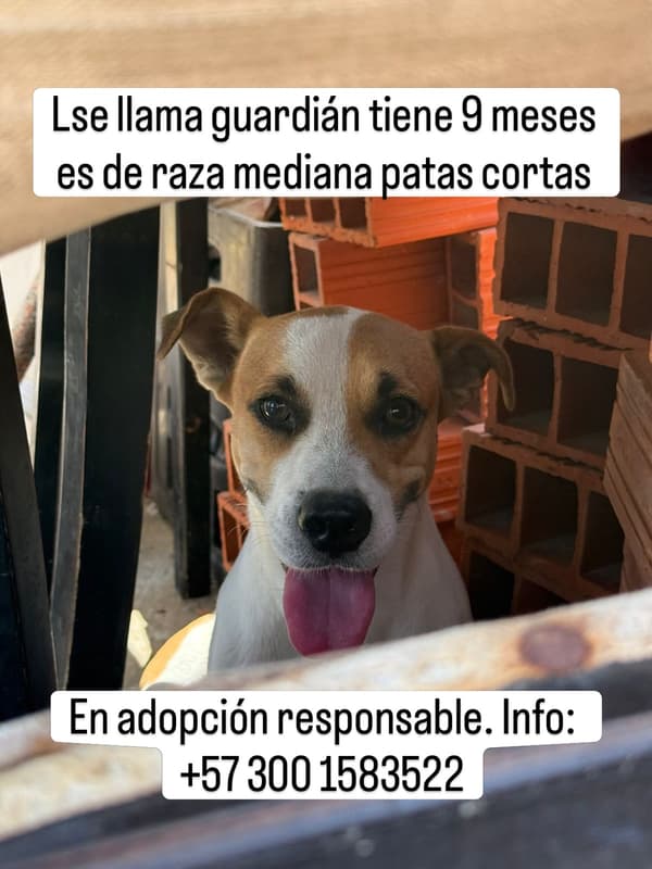 Guardián
