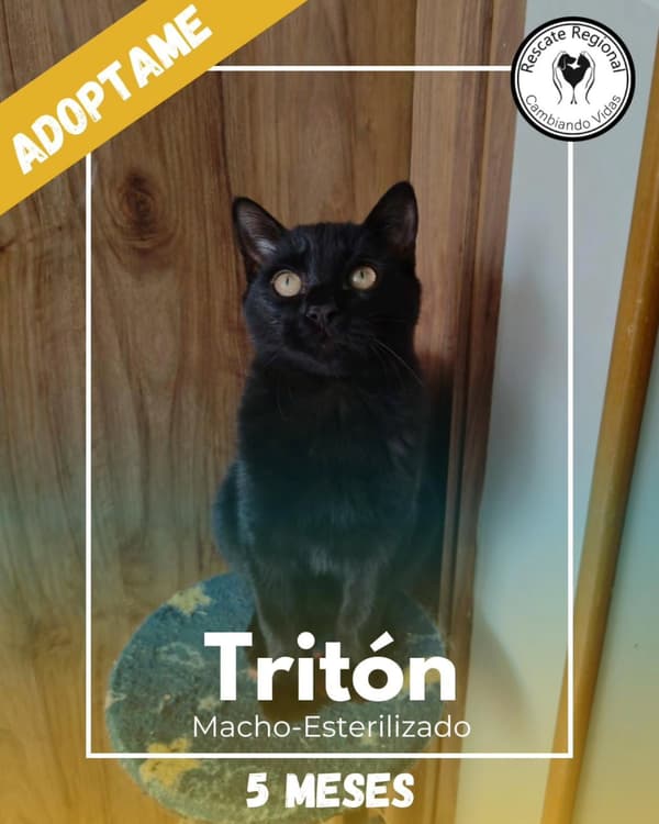 Tritón