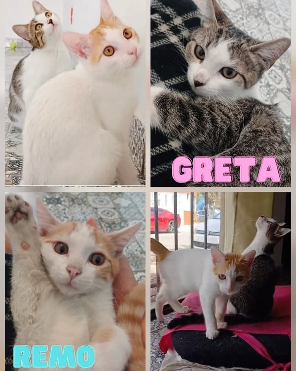 Remo, Greta