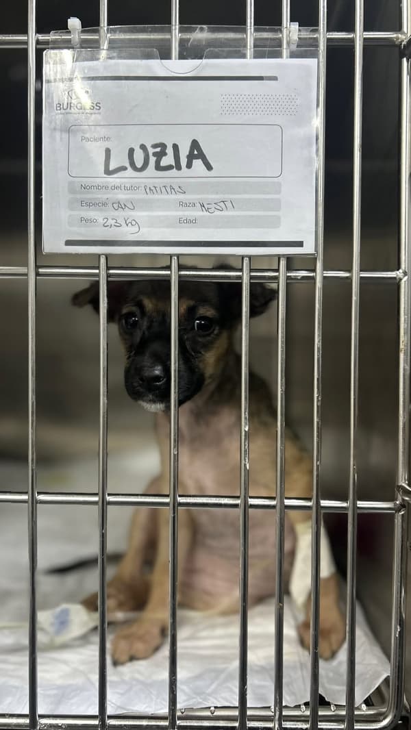 Luzia, Zulia, Tabaré