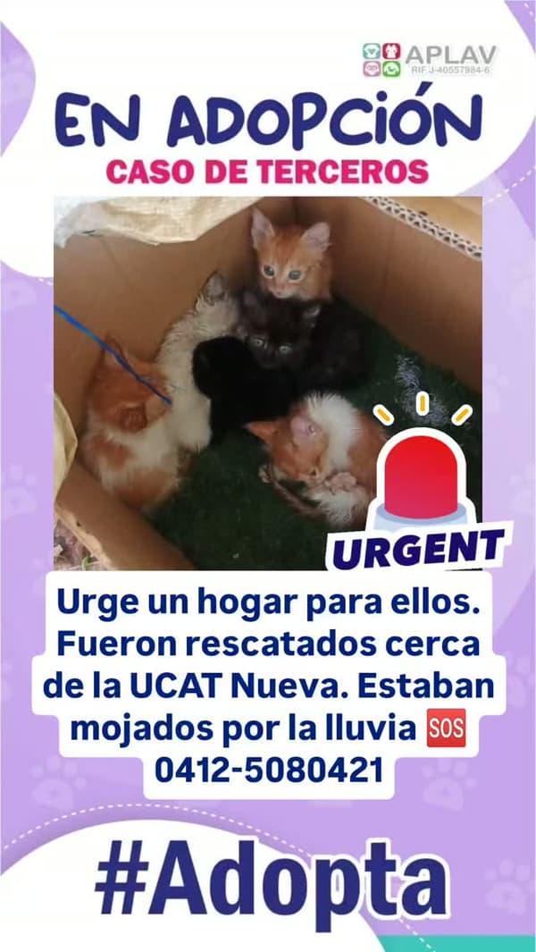 5 animalitos