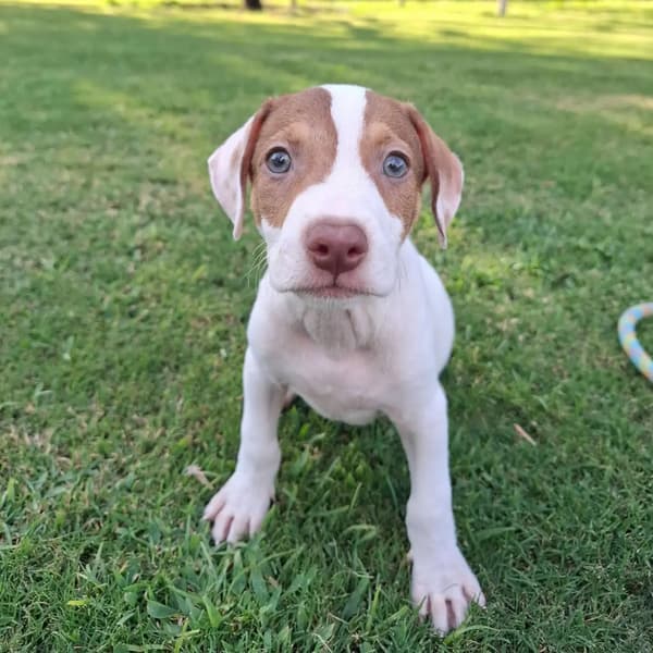 Max, Moncho, Milo +1