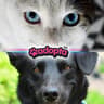 Adopta Guadalajara 🇲🇽